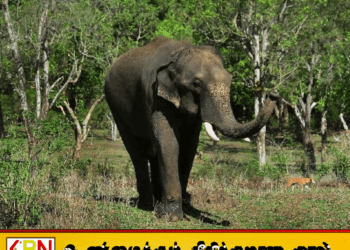 வயல் காவலுக்குச் சென்ற இளைஞர் யானை தாக்கி உயிரிழப்பு!