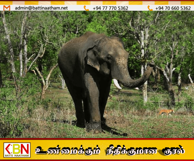 வயல் காவலுக்குச் சென்ற இளைஞர் யானை தாக்கி உயிரிழப்பு!