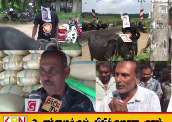 அம்பாறையில் விவசாயிகள் ஆர்ப்பாட்டம்; அமைச்சர்களின் படங்களை மாட்டின் கொம்புகளில் கட்டி எதிர்ப்பு