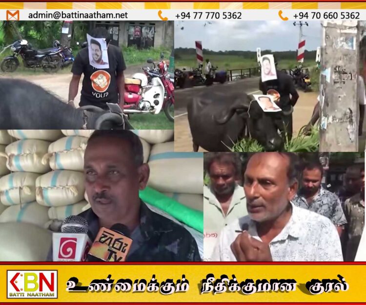 அம்பாறையில் விவசாயிகள் ஆர்ப்பாட்டம்; அமைச்சர்களின் படங்களை மாட்டின் கொம்புகளில் கட்டி எதிர்ப்பு