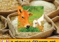 அரிசி மற்றும் நெல்லை கால்நடைத் தீவனமாக பயன்படுத்தும் தடை நீக்கம்!