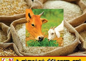 அரிசி மற்றும் நெல்லை கால்நடைத் தீவனமாக பயன்படுத்தும் தடை நீக்கம்!