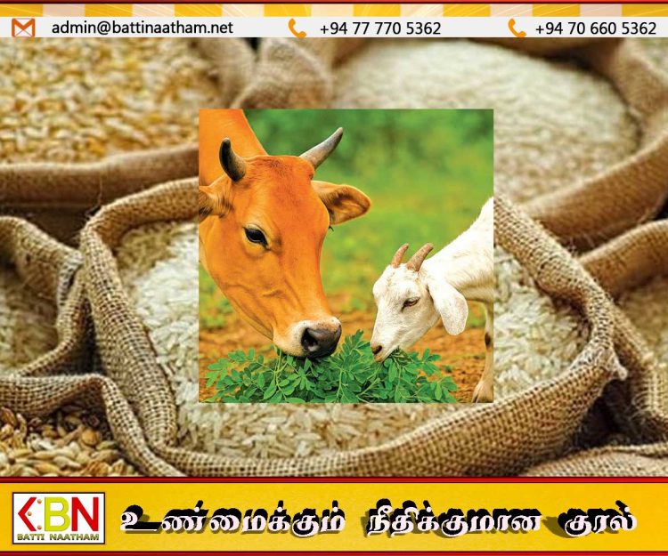 அரிசி மற்றும் நெல்லை கால்நடைத் தீவனமாக பயன்படுத்தும் தடை நீக்கம்!