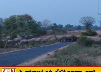 உன்னிச்சை ஆறாம் கட்டை மற்றும் ஏழாம் கட்டையில் யானைகள் நடமாட்டம் அதிகரிப்பு; அருகில் உள்ள மக்களுக்கு முக்கிய அறிவிப்பு