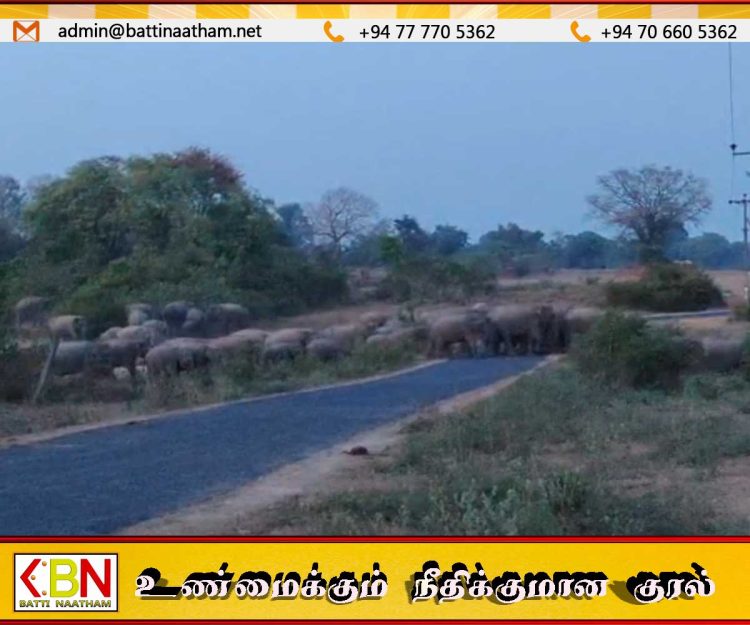 உன்னிச்சை ஆறாம் கட்டை மற்றும் ஏழாம் கட்டையில் யானைகள் நடமாட்டம் அதிகரிப்பு; அருகில் உள்ள மக்களுக்கு முக்கிய அறிவிப்பு