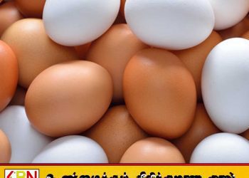 நாளை முதல் முட்டை விலை உயர்வு ;வெள்ளை ரூ.41, சிவப்பு ரூ.42