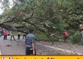 மல்லிகைப்பூ சந்தியில் முறிந்து விழுந்த மரம்; போக்குவரத்து கடும் பாதிப்பு!