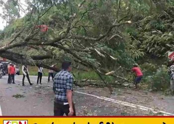 மல்லிகைப்பூ சந்தியில் முறிந்து விழுந்த மரம்; போக்குவரத்து கடும் பாதிப்பு!