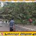 மல்லிகைப்பூ சந்தியில் முறிந்து விழுந்த மரம்; போக்குவரத்து கடும் பாதிப்பு!