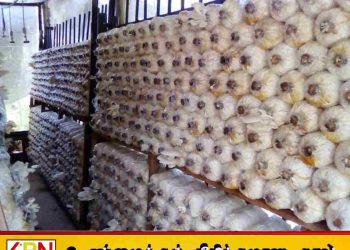 காளான் வளர்ப்புக்கு புதிய காப்புறுதித் திட்டம் அறிமுகம்!