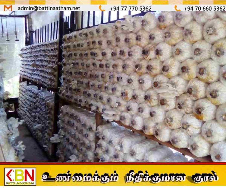 காளான் வளர்ப்புக்கு புதிய காப்புறுதித் திட்டம் அறிமுகம்!