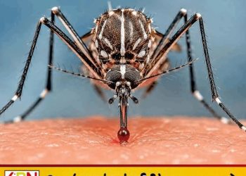 டெங்கு அபாயம் தீவிரம்; உயிரிழப்பு 62 ஆக அதிகரிப்பு!