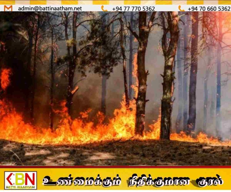 அதிக வெப்பம்; பல மாவட்டங்களில் காட்டுத்தீ அபாயம் அதிகரிப்பு!