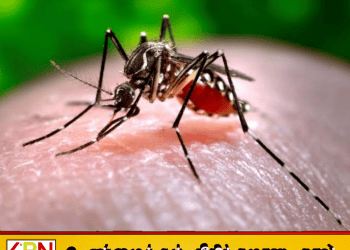 நாட்டில் டெங்கு பாதிப்பு 70,000ஐ நெருங்கியது; ஒரே நாளில் 1,279 பேர் பாதிப்பு!