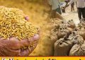 நெல் கொள்வனவில் அம்பாறை முன்னிலை; 148 களஞ்சியங்கள் திறக்க திட்டம்!