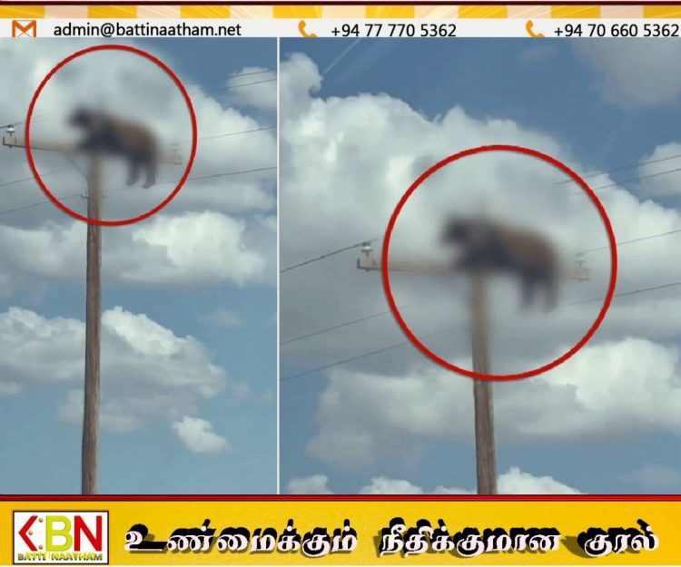 அமெரிக்காவில் பரபரப்பு; மின்கம்ப உச்சியில் உயிரிழந்த கரடி!