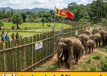யானை – மனித மோதலுக்கு தீர்வு – யானைகளை தடுக்க மூங்கில் அரண்; இலங்கைக்கு சீனா வழங்கும் புதிய தொழில்நுட்ப உதவி!