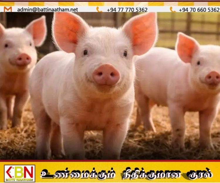 பன்றி வளர்ப்போருக்கு அரசின் புதிய அறிவிப்பு; ஆகஸ்ட் ‘பன்றிக் காப்பீட்டு மாதம்’ என பிரகடனம்!