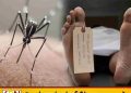 டெங்கு தீவிரம் – 56 மரணங்கள்; நோயாளர்கள் எண்ணிக்கை 77 ஆயிரத்தை கடந்தது!