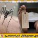 டெங்கு தீவிரம் – 56 மரணங்கள்; நோயாளர்கள் எண்ணிக்கை 77 ஆயிரத்தை கடந்தது!