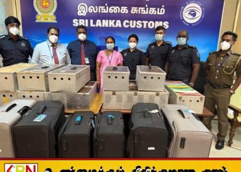 கட்டுநாயக்க விமான நிலையத்தில் 64 புறாக்களை கடத்தி வந்தவர் கைது