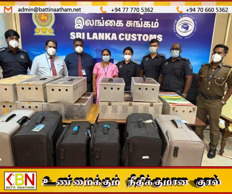 கட்டுநாயக்க விமான நிலையத்தில் 64 புறாக்களை கடத்தி வந்தவர் கைது
