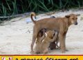 விலங்குகளுக்கு உணவோ அல்லது நீரோ வழங்காதிருத்தல் குற்றம்; இலங்கையில் புதிய சட்டம்