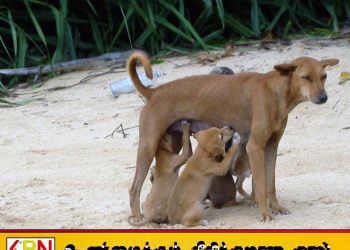 விலங்குகளுக்கு உணவோ அல்லது நீரோ வழங்காதிருத்தல் குற்றம்; இலங்கையில் புதிய சட்டம்