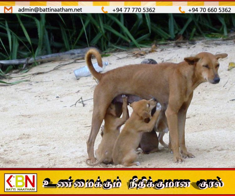 விலங்குகளுக்கு உணவோ அல்லது நீரோ வழங்காதிருத்தல் குற்றம்; இலங்கையில் புதிய சட்டம்