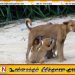 விலங்குகளுக்கு உணவோ அல்லது நீரோ வழங்காதிருத்தல் குற்றம்; இலங்கையில் புதிய சட்டம்