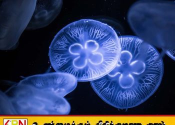 பாணந்துறை கடற்கரையில் குளிப்பதை தவிர்க்குமாறு அவசர அறிவிப்பு