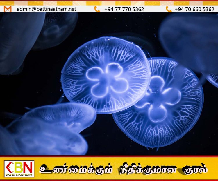 பாணந்துறை கடற்கரையில் குளிப்பதை தவிர்க்குமாறு அவசர அறிவிப்பு