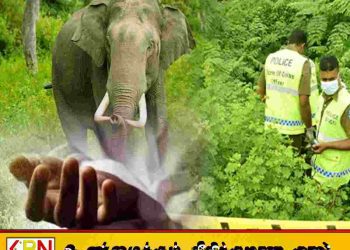 சூரியபுரவில் காட்டு யானை தாக்கி 45 வயது நபர் உயிரிழப்பு!