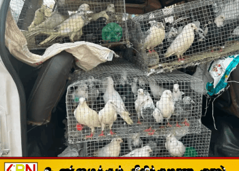 இலங்கைக்கு கடத்த முயன்ற 120 பந்தயப் புறாக்கள் பறிமுதல்; இருவர் கைது!