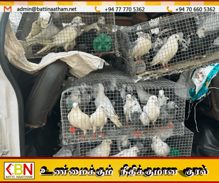 இலங்கைக்கு கடத்த முயன்ற 120 பந்தயப் புறாக்கள் பறிமுதல்; இருவர் கைது!