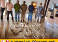 கலகெடிஹேனில் பாதுகாக்கப்பட்ட வனவிலங்குகளின் பாகங்களுடன் பெண் கைது!