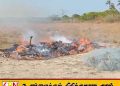 யாழில் 600 கிலோ கேரளக் கஞ்சா நீதிமன்ற உத்தரவின் பேரில் எரித்தழிப்பு
