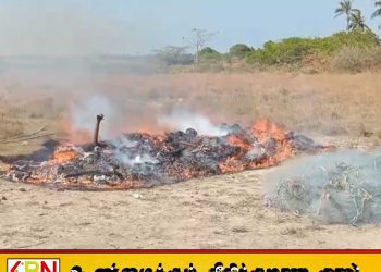 யாழில் 600 கிலோ கேரளக் கஞ்சா நீதிமன்ற உத்தரவின் பேரில் எரித்தழிப்பு