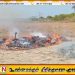 யாழில் 600 கிலோ கேரளக் கஞ்சா நீதிமன்ற உத்தரவின் பேரில் எரித்தழிப்பு