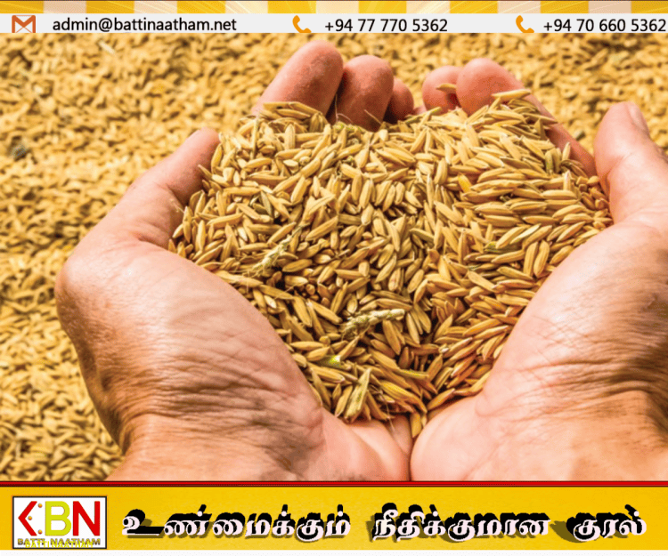 இன்று முதல் சிறுபோக நெல் கொள்வனவு ஆரம்பம்!
