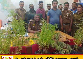 கல்முனையில் கஞ்சா மாடித்தோட்டம் செய்து விற்பனை செய்தவர் கைது