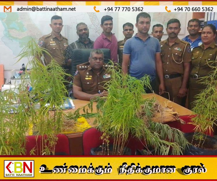 கல்முனையில் கஞ்சா மாடித்தோட்டம் செய்து விற்பனை செய்தவர் கைது