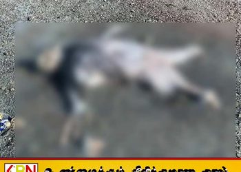 புங்குடுதீவு பகுதியில் உருக்குலைந்த நிலையில் காணப்படும் சடலம்