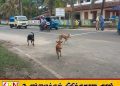 வடக்கில் 7,606 கட்டாக்காலி நாய்களுக்கு கருத்தடை செய்ய இலக்கு