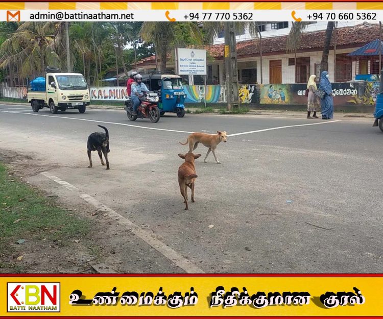 வடக்கில் 7,606 கட்டாக்காலி நாய்களுக்கு கருத்தடை செய்ய இலக்கு