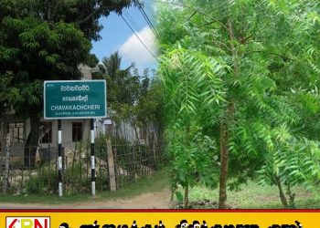 சாவகச்சேரி பிரதான சாலையில் அமைந்துள்ள வேப்பமரங்களை வெட்ட நடவடிக்கை எடுக்குமாறு கோரிக்கை