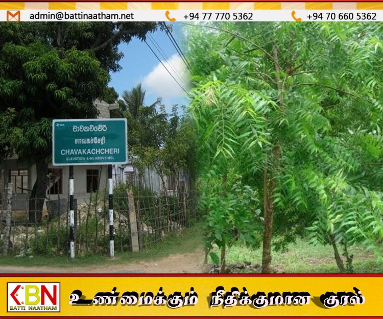 சாவகச்சேரி பிரதான சாலையில் அமைந்துள்ள வேப்பமரங்களை வெட்ட நடவடிக்கை எடுக்குமாறு கோரிக்கை