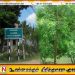 சாவகச்சேரி பிரதான சாலையில் அமைந்துள்ள வேப்பமரங்களை வெட்ட நடவடிக்கை எடுக்குமாறு கோரிக்கை