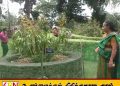 16 ஆண்டுகளுக்குப் பிறகு பேராதனையில் பூத்த உலகின் மிகப்பெரிய ஓர்க்கிட் மலர்