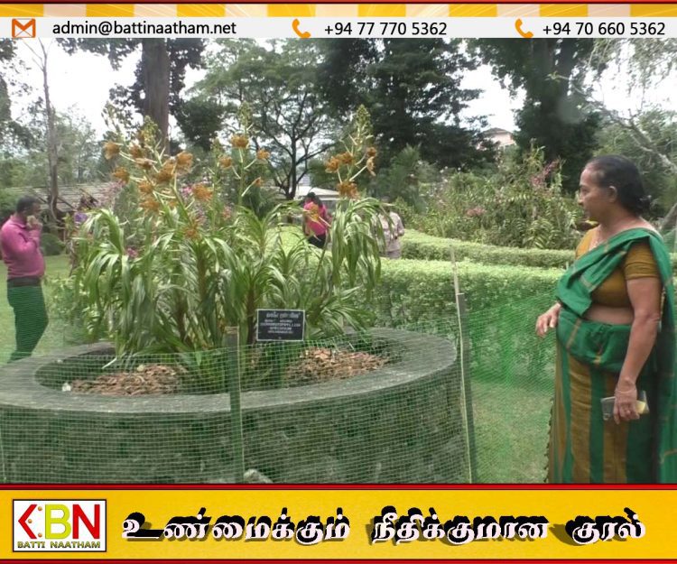 16 ஆண்டுகளுக்குப் பிறகு பேராதனையில் பூத்த உலகின் மிகப்பெரிய ஓர்க்கிட் மலர்